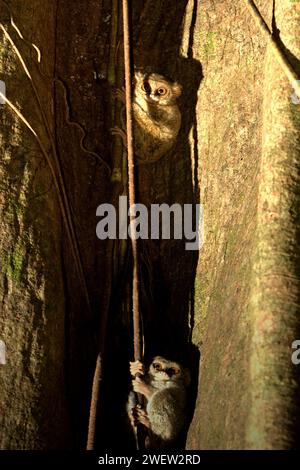 Zwei Individuen von tarsius oder Tarsier (Tarsius spectrumgurskyae) im Tangkoko Nature Reserve, Nord-Sulawesi, Indonesien. Tarsius ist eine Gattung der kleinsten Primaten der Welt, so Arrijani (Abteilung für Biologie Fakultät für Mathematik und Naturwissenschaften, Universitas Negeri Manado) und Muhammad Rizki (Abteilung für Biologie, Fakultät für Mathematik und Naturwissenschaften, Universitas Palangka Raya) in ihrem 2020 veröffentlichten Artikel über Biodiversitas (Feb. 2020). „Die Einheimischen nennen sie unter verschiedenen Namen wie Tangkasi, Affengeister und kleine Affen“, schrieben sie. Stockfoto