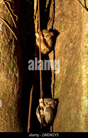 Zwei Individuen von tarsius oder Tarsier (Tarsius spectrumgurskyae) im Tangkoko Nature Reserve, Nord-Sulawesi, Indonesien. Tarsius ist eine Gattung der kleinsten Primaten der Welt, so Arrijani (Abteilung für Biologie Fakultät für Mathematik und Naturwissenschaften, Universitas Negeri Manado) und Muhammad Rizki (Abteilung für Biologie, Fakultät für Mathematik und Naturwissenschaften, Universitas Palangka Raya) in ihrem 2020 veröffentlichten Artikel über Biodiversitas (Feb. 2020). „Die Einheimischen nennen sie unter verschiedenen Namen wie Tangkasi, Affengeister und kleine Affen“, schrieben sie. Stockfoto