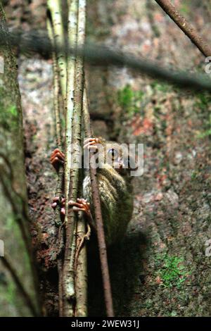 Porträt eines tarsius oder Tarsiers (Tarsius spectrumgurskyae) im Tangkoko Nature Reserve, Nord-Sulawesi, Indonesien. Tarsius ist eine Gattung der kleinsten Primaten der Welt, so Arrijani (Abteilung für Biologie Fakultät für Mathematik und Naturwissenschaften, Universitas Negeri Manado) und Muhammad Rizki (Abteilung für Biologie, Fakultät für Mathematik und Naturwissenschaften, Universitas Palangka Raya) in ihrem 2020 veröffentlichten Artikel über Biodiversitas (Feb. 2020). „Die Einheimischen nennen sie unter verschiedenen Namen wie Tangkasi, Affengeister und kleine Affen“, schrieben sie. Stockfoto