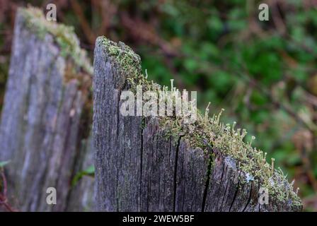 Fragment zweier alter moosgetränkter Texturplatten. Element des alten Zauns. Foto in hoher Qualität Stockfoto