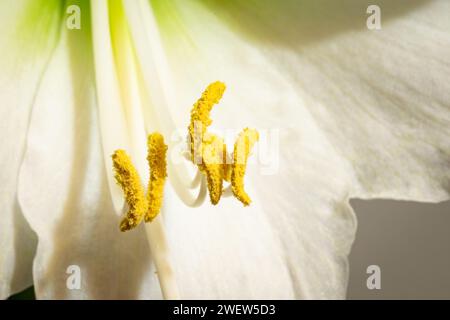 Makrobild der gelben Pollen und Stamen einer weiß blühenden Amaryllis-Pflanze Stockfoto