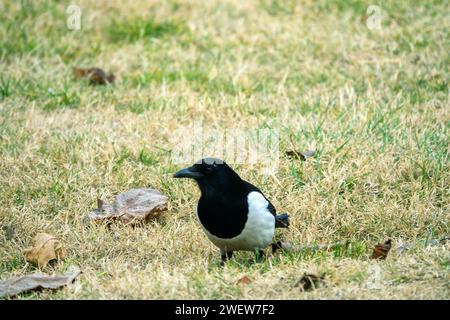 Teheran, Iran, Dezember. Eselmäuse (Pica pica), die im Winterfeld fressen Stockfoto