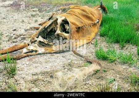 Eine braune Kuh starb im Winter in einer Halbwüste. Die Leiche wurde von einem Fuchs gefressen, Leichen fressende Käfer, hautfressende Käfer. Der Tod des Viehbestands (di Stockfoto