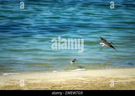 Der gemeine Grünschinken (Tringa nebularia) überwintert an der Küste des Persischen Golfs Stockfoto