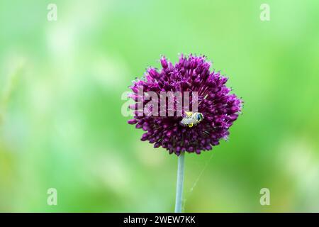 Lauchzwiebeln (Allium atroviolaceum) wachsen in Ablagerungen (trockene Steppe) der nördlichen Schwarzmeerregion und der Krim. Viele Nektarophagen und po Stockfoto