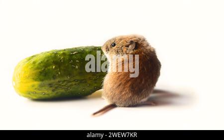 Mäuseartige Nagetiere als bösartige Schädlinge für den Menschen. Mäuse und Wühlmäuse kommen in Lagerhäuser und Haushalte und zerstören Getreide, Gemüse und Obst. Wühlmäuse Stockfoto