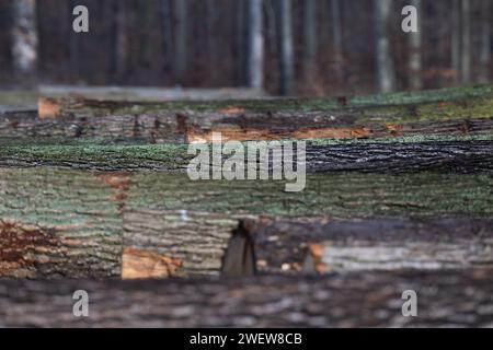 Dresden, Deutschland. Januar 2024. Eichenstämme liegen nebeneinander in einem Waldgebiet der Dresdner Heide anlässlich der 25. Sägewerk- und Holzauktion 2024. Wertvolle Stämme aus nachhaltig bewirtschafteten Wäldern in Sachsen werden bei der Holzauktion versteigert. Robert Michael/dpa/Alamy Live News Stockfoto