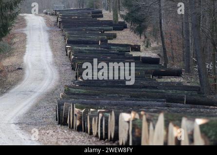 Dresden, Deutschland. Januar 2024. Eichenstämme liegen nebeneinander in einem Waldgebiet der Dresdner Heide anlässlich der 25. Sägewerk- und Holzauktion 2024. Wertvolle Stämme aus nachhaltig bewirtschafteten Wäldern in Sachsen werden bei der Holzauktion versteigert. Robert Michael/dpa/Alamy Live News Stockfoto