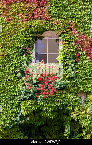 Bunte Blätter der wilden Weinrebe und des Efeu (Hedera Helix) wachsen im Herbst an einer Hauswand, die ein Fenster umgibt. Stockfoto