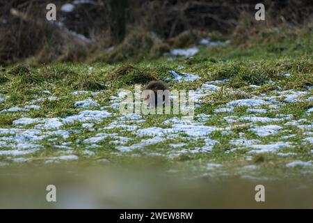 Nutria auf einer schneebedeckten Wiese Stockfoto