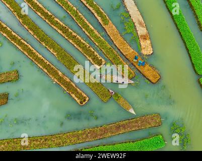 Blick aus der Vogelperspektive auf den traditionellen schwimmenden Garten und Bauern kultivieren Gemüse und navigieren durch die Kanäle zwischen dem Boot in Pirojpur, Barisal, Bangladesch. Stockfoto