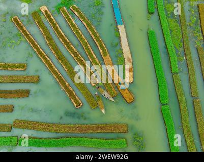 Blick aus der Vogelperspektive auf den traditionellen schwimmenden Garten und Bauern kultivieren Gemüse und navigieren durch die Kanäle zwischen dem Boot in Pirojpur, Barisal, Bangladesch. Stockfoto