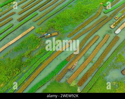 Blick aus der Vogelperspektive auf den traditionellen schwimmenden Garten und Bauern kultivieren Gemüse und navigieren durch die Kanäle zwischen dem Boot in Pirojpur, Barisal, Bangladesch. Stockfoto