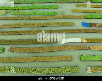 Blick aus der Vogelperspektive auf den traditionellen schwimmenden Garten und Bauern kultivieren Gemüse und navigieren durch die Kanäle zwischen dem Boot in Pirojpur, Barisal, Bangladesch. Stockfoto