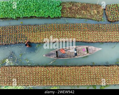 Blick aus der Vogelperspektive auf den traditionellen schwimmenden Garten und Bauern kultivieren Gemüse und navigieren durch die Kanäle zwischen dem Boot in Pirojpur, Barisal, Bangladesch. Stockfoto