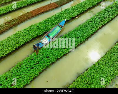 Blick aus der Vogelperspektive auf den traditionellen schwimmenden Garten und Bauern kultivieren Gemüse und navigieren durch die Kanäle zwischen dem Boot in Pirojpur, Barisal, Bangladesch. Stockfoto