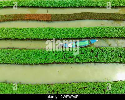 Blick aus der Vogelperspektive auf den traditionellen schwimmenden Garten und Bauern kultivieren Gemüse und navigieren durch die Kanäle zwischen dem Boot in Pirojpur, Barisal, Bangladesch. Stockfoto