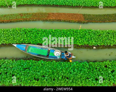 Blick aus der Vogelperspektive auf den traditionellen schwimmenden Garten und Bauern kultivieren Gemüse und navigieren durch die Kanäle zwischen dem Boot in Pirojpur, Barisal, Bangladesch. Stockfoto