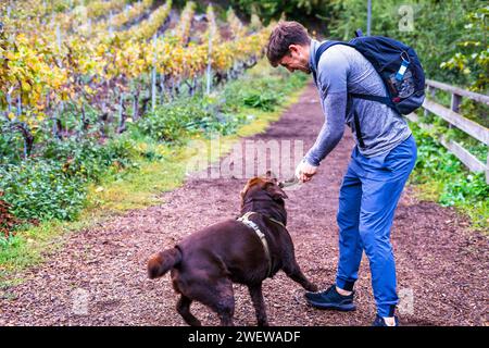 Ein Mann im Herbstpark, der mit einem Schokoladen-labrador-Hund spielt. Der Kerl wirft einem Hund einen Stock Stockfoto