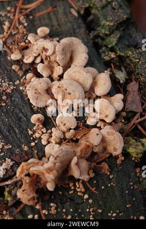 Natürliche vertikale Nahaufnahme einer auftauchenden Gruppe von Bitteraustern, leuchtenden Panellus oder stiptischen Pilzen, Panellus stipticus Stockfoto