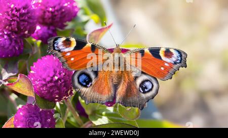 Pfauenfalter auf rosa Blumen Stockfoto
