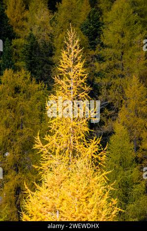 Farbenfrohe Lärchen- und Kiefernbäume an den Hängen des Berges Piz Cunturines am Valparola-Pass im Herbst. Stockfoto