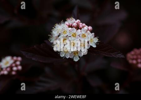 Dutzende weiße Blüten von violettem Physocarpus opulifolius im Mai selektiven Fokus Stockfoto