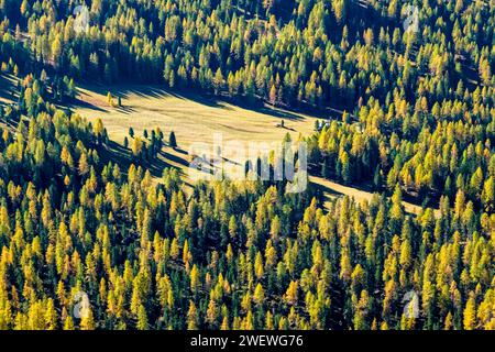 Aus der Vogelperspektive der farbenfrohen Lärchen und Kiefern an den Hängen des Falzarego-Passes im Herbst. Stockfoto