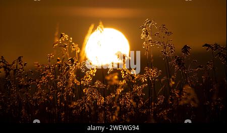 Wintersonnenaufgänge, große Sonne, Sonnenaufgang im Gras Stockfoto