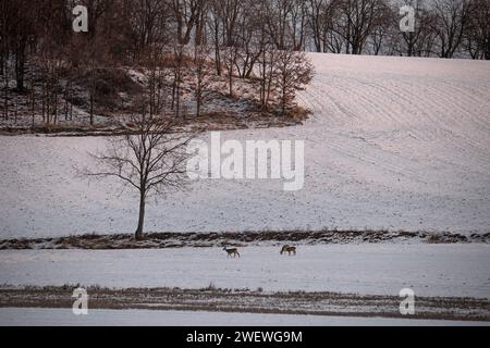 Hirsche im Winter, Tierbetten, Rehe und Böcke im Winter. Tierporträts im Winter, die Schönheit der wilden Natur Stockfoto