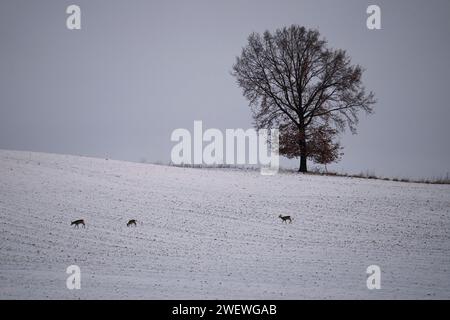 Hirsche im Winter, Tierbetten, Rehe und Böcke im Winter. Tierporträts im Winter, die Schönheit der wilden Natur Stockfoto