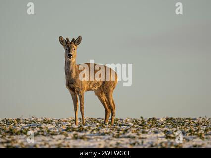 Hirsche im Winter, Tierbetten, Rehe und Böcke im Winter. Tierporträts im Winter, die Schönheit der wilden Natur Stockfoto