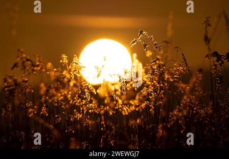 Wintersonnenaufgänge, große Sonne, Sonnenaufgang im Gras Stockfoto