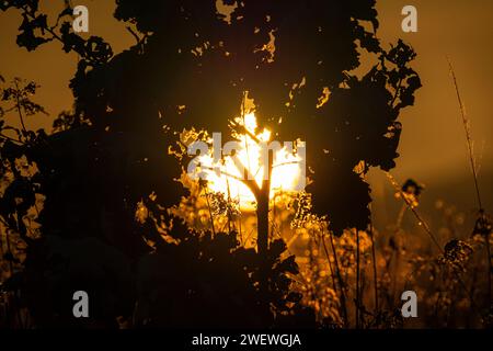 Wintersonnenaufgänge, große Sonne, Sonnenaufgang im Gras Stockfoto
