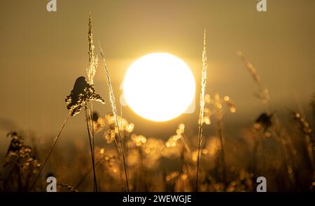 Wintersonnenaufgänge, große Sonne, Sonnenaufgang im Gras Stockfoto