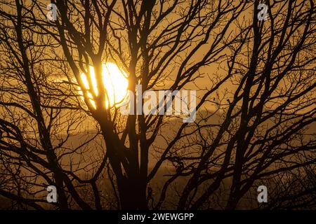 Wintersonnenaufgänge, große Sonne, Sonnenaufgang im Gras Stockfoto
