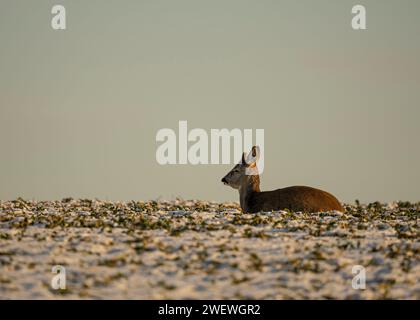 Hirsche im Winter, Tierbetten, Rehe und Böcke im Winter. Tierporträts im Winter, die Schönheit der wilden Natur Stockfoto