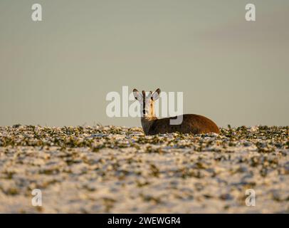 Hirsche im Winter, Tierbetten, Rehe und Böcke im Winter. Tierporträts im Winter, die Schönheit der wilden Natur Stockfoto