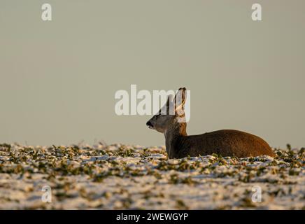 Hirsche im Winter, Tierbetten, Rehe und Böcke im Winter. Tierporträts im Winter, die Schönheit der wilden Natur Stockfoto