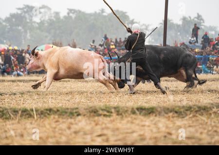 Ein Besitzer versucht, ein Paar Büffel während eines traditionellen Moh-Juj (Buffalo Fight) Wettbewerbs im Rahmen des Magh Bihu Festivals am 16. Januar 2024 in Ahatguri, Indien, zu kontrollieren. Traditionelle Büffelkämpfe, die in verschiedenen Teilen von Assam während des Erntefestes Magh Bihu oder Bhogali Bihu seit der Ahom-Herrschaft organisiert wurden. Die Praxis wurde 2014 nach einem Beschluss des Obersten Gerichtshofs eingestellt, das Ereignis wurde in diesem Jahr unter Einhaltung der von der Regierung Assam festgelegten Standard Operating Procedures (SOP) wieder aufgenommen. Stockfoto