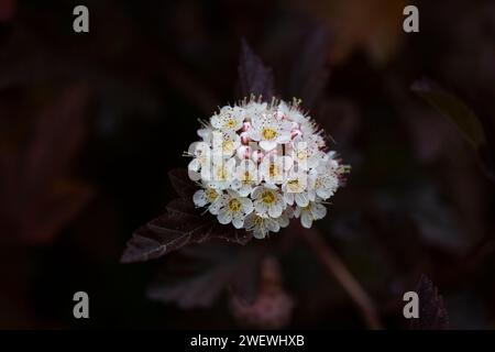 Dutzende weiße Blüten von violettem Physocarpus opulifolius im Mai selektiven Fokus Stockfoto