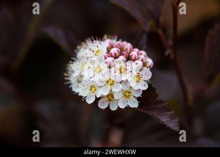 Dutzende weiße Blüten von violettem Physocarpus opulifolius im Mai selektiven Fokus Stockfoto