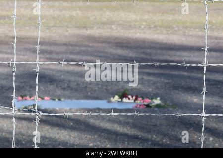 Weimar, Deutschland. Januar 2024. Blumen liegen auf einer Gedenktafel an der Stelle des ehemaligen Konzentrationslagers Buchenwald. Im Oktober 2005 erklärten die Vereinten Nationen den 27. Januar zum Holocaust-Gedenktag. Am 27. Januar 1945 befreiten Soldaten der Roten Armee die Überlebenden des deutschen Konzentrations- und Vernichtungslagers Auschwitz im besetzten Polen. Quelle: Bodo Schackow/dpa/Alamy Live News Stockfoto