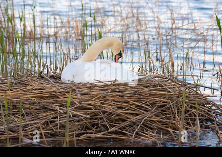 Ein Mute Swan (Cygnus olor), der auf einem Nest liegt, umgeben von Schilf (Phragmites australis) oder Schilf am Ufer eines Wasserkörpers, Gefieder pflegen, Nest gebaut Stockfoto