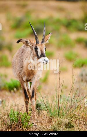 Roan Antilope (Hippotragus equinus) in der Nachspeise, Gefangenschaft, Verteilung Afrika Stockfoto