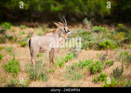 Roan Antilope (Hippotragus equinus) in der Nachspeise, Gefangenschaft, Verteilung Afrika Stockfoto