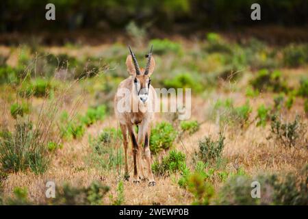 Roan Antilope (Hippotragus equinus) in der Nachspeise, Gefangenschaft, Verteilung Afrika Stockfoto