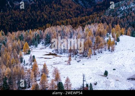 Blick aus der Vogelperspektive auf farbenfrohe Lärchen und Kiefern, die im Herbst nach Schneefall eine Almweide umgeben. Stockfoto