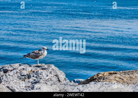 Nahaufnahme einer Möwe auf einem Felsen mit blauem Wasser im Hintergrund in Istanbul, Tuerkiye Stockfoto