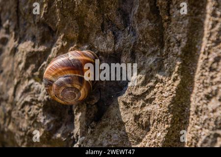 Nahaufnahme der Schnecke bei Sonnenschein an rauer Betonwand Stockfoto